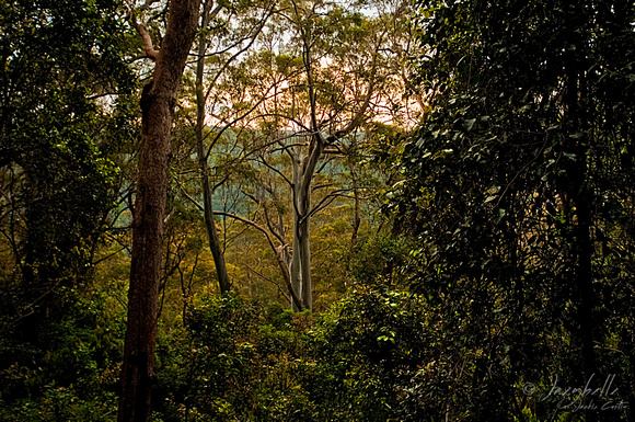 Binna Burra Rainforest Walk Looing through the trees