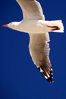 130131Seagull flying-5