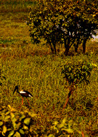 Kakadu  - Billabong Jaibiru.
