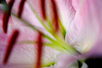120822 Pink & White Lily (10 of 13)