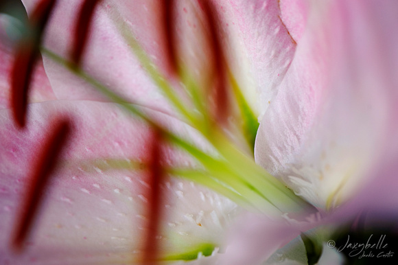 120822 Pink & White Lily (10 of 13)