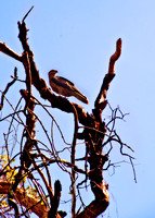 Kakadu - A Kite sits in a tree watching for it's next meal
