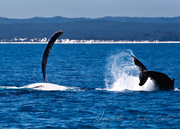 Humpback Mother and Calf Playing L1