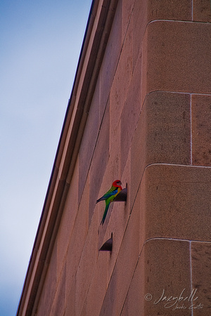 Canberra, War Memorial a colourful parrot looks for a drink