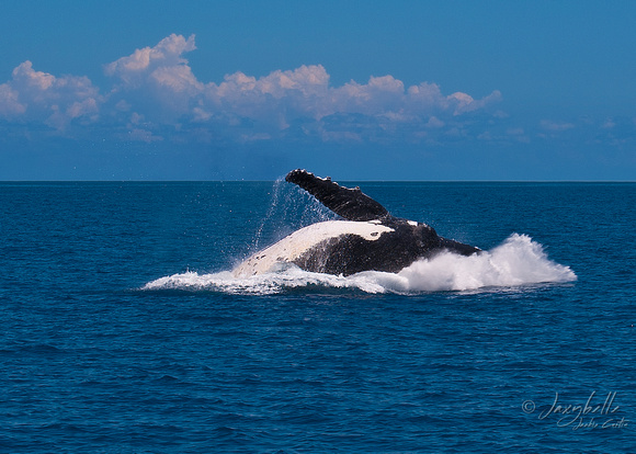 Humpback Whale -  Breaching 2c