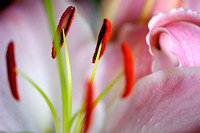 120822 Pink & White Lily (1 of 13)