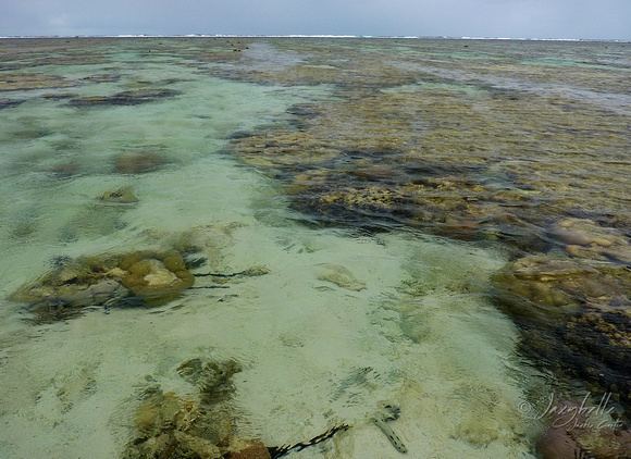 110309 Lady Elliot Island Reef Lagoon