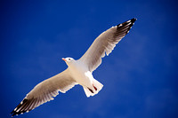 130131Seagull flying