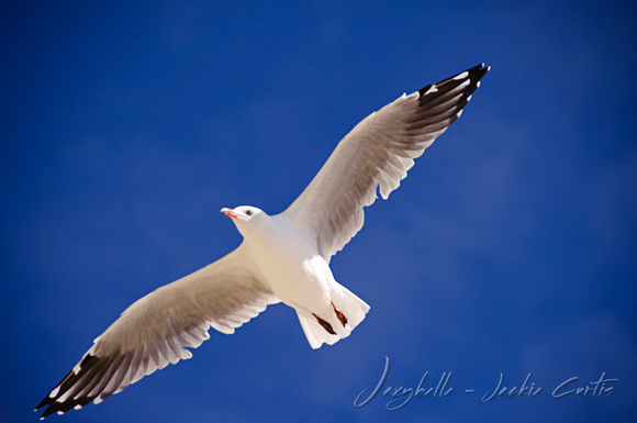 130131Seagull flying