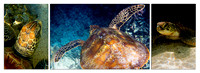 Green Turtle Triptych 2 --SAMPLE ONLY--