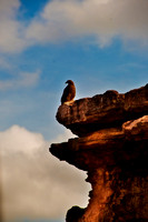 Kakadu  - A Kite sits on a cliffs edge near a billabong.