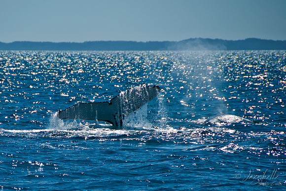 Humpback Whale Tail and blow hole spray