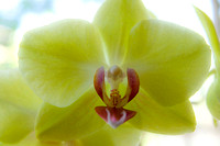 Orchid 3