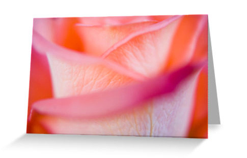Pink Rose Detail