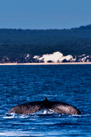 Humpack Whale Tail  P4