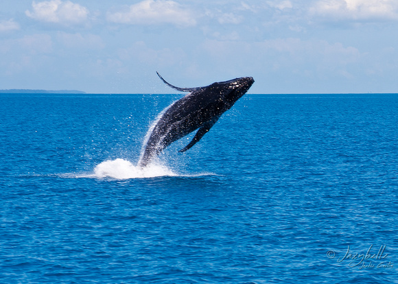 Humpback Whale Calf Breaching