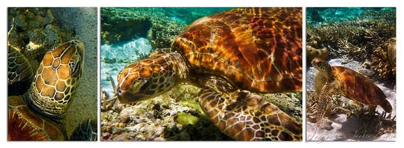 Green Turtle Triptych 1 --SAMPLE ONLY--
