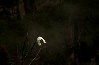 111219 Sulpha Crested Cockatoo, Govetts Leap  Blackheath Blue Mountains (6 of 12) copy