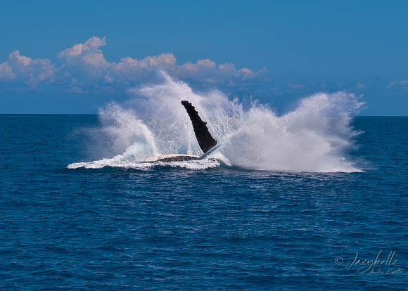 Humpback Whale -  Breaching 2d