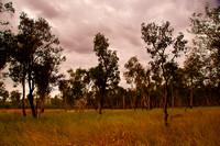 Kakadu - Paperbark trees in the floodplains