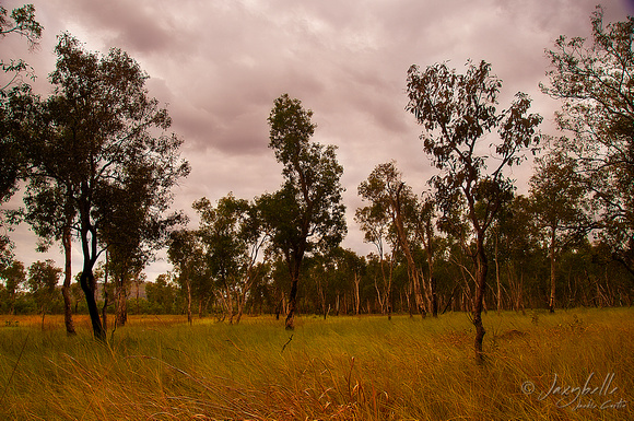 Kakadu - Paperbark trees in the floodplains