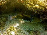 Reef Fish