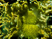 Snorkeling Soft Coral