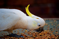 Sulpha Crested Cockatoo 3