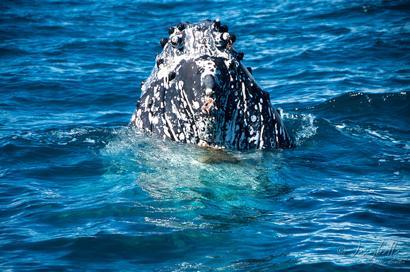 Curious Humpback Whale