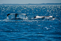 Humpback Whale Tail 3