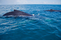 Humpback Whales Close Encounter