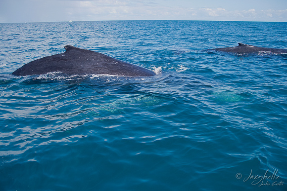 Humpback Whales Close Encounter