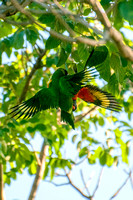 140223-Lorikeets love is in the trees