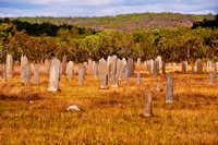 Litchfield National Park - Magnetic Termite Mounds