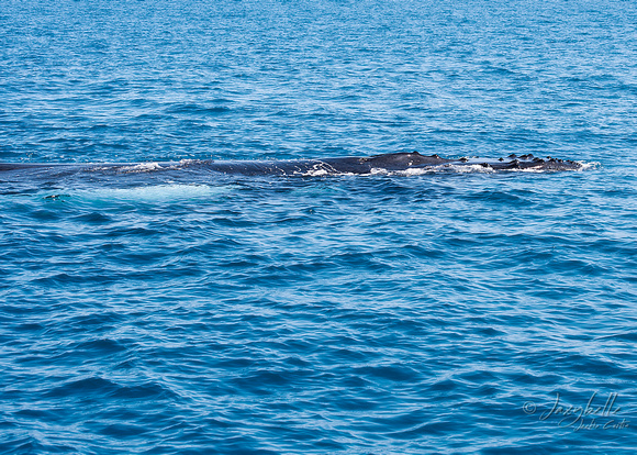 Humpback Whale - Surface swimming