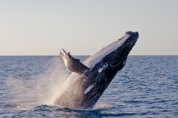 121014humpback whales_-46