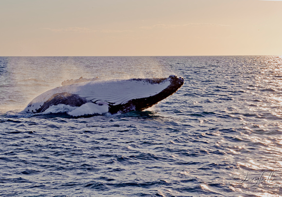 121014humpback whales_-34