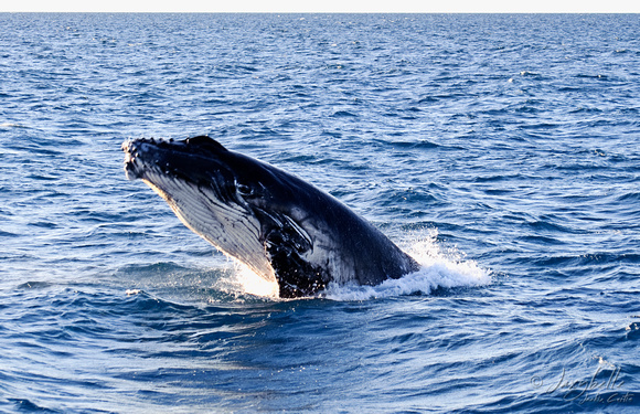 121014humpback whales_-69