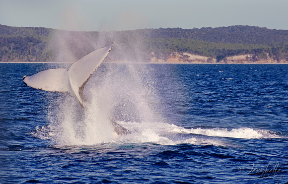 121014humpback whales_-28
