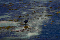 Easter Black Reef Egret