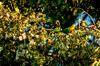 lorikeets in flowering gum tree-11