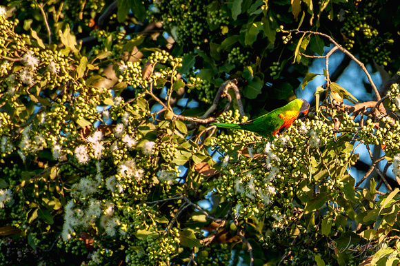 lorikeets in flowering gum tree-11