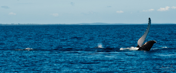 Humpback Whale - Swimming on her back
