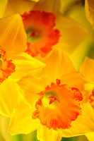 Daffodil back side lighting1