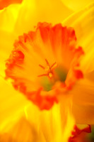 Daffodil back side lighting-6