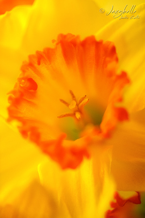 Daffodil back side lighting-6