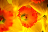 Daffodil back side lighting-4