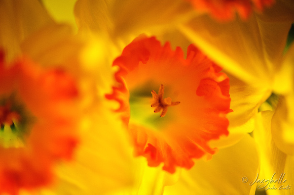 Daffodil back side lighting-4