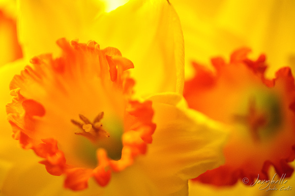 Daffodil back side lighting-2