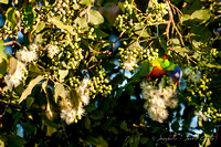 lorikeets in flowering gum tree-5